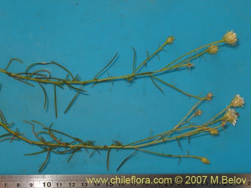 Image of Gutierrezia gayana (Pichanilla). Click to enlarge parts of image.