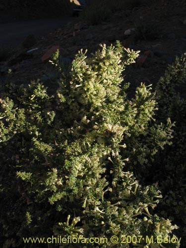 Фотография Lycium minutifolium (). Щелкните, чтобы увеличить вырез.