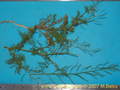 Descurainia pimpinellifoliaの写真