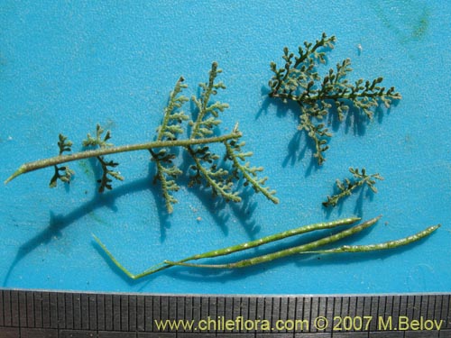 Image of Descurainia pimpinellifolia (). Click to enlarge parts of image.