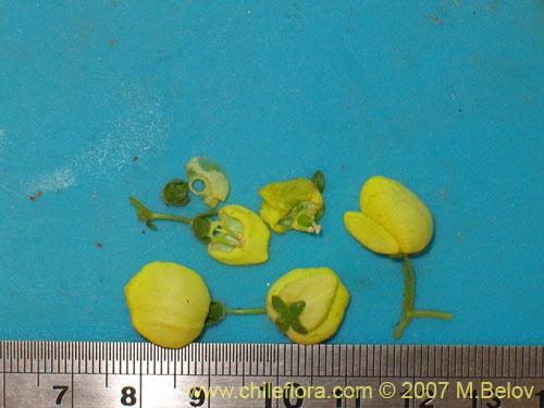 Calceolaria glandulosa的照片