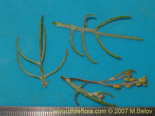 Image of Menonvillea pinnatifida (). Click to enlarge parts of image.