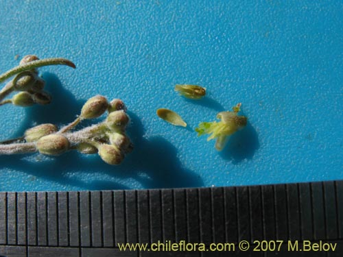 Image of Menonvillea pinnatifida (). Click to enlarge parts of image.