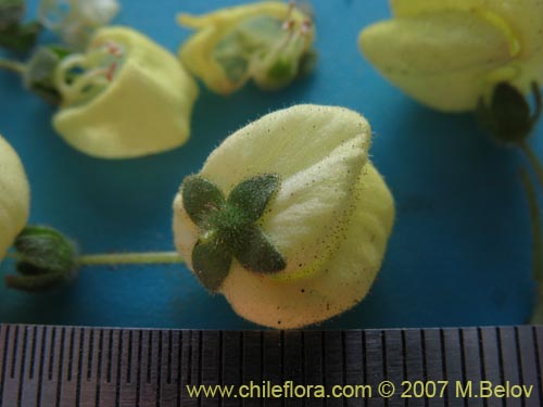 Calceolaria glandulosa의 사진
