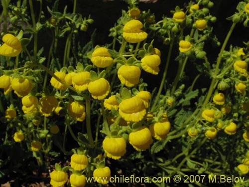 Imágen de Calceolaria flavovirens (). Haga un clic para aumentar parte de imágen.