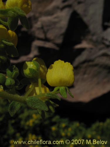 Bild von Calceolaria flavovirens (). Klicken Sie, um den Ausschnitt zu vergrössern.