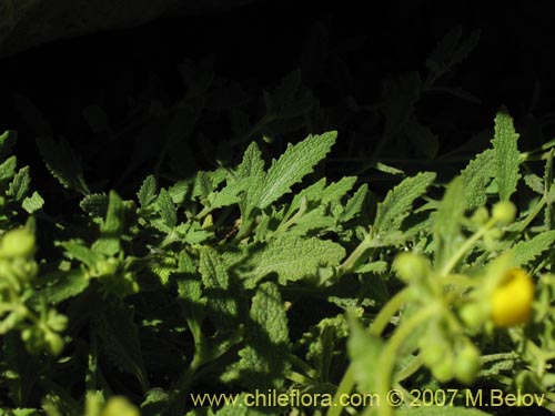 Фотография Calceolaria flavovirens (). Щелкните, чтобы увеличить вырез.