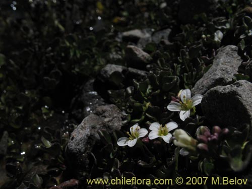 Brassicaceae sp. #3053的照片