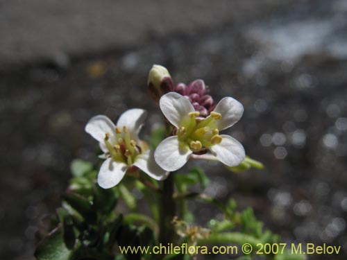 Brassicaceae sp. #3053의 사진