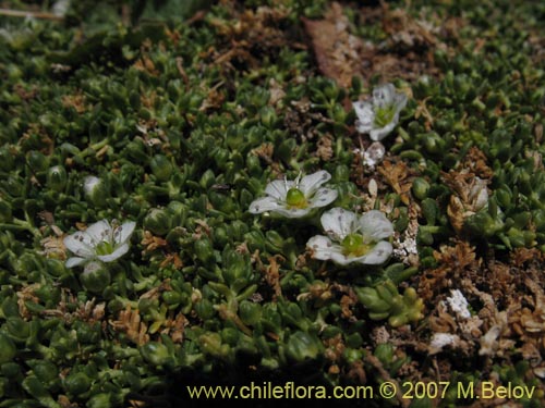 Arenaria rivularisの写真