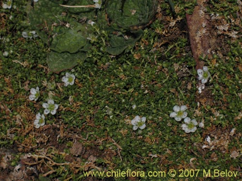 Image of Arenaria rivularis (). Click to enlarge parts of image.