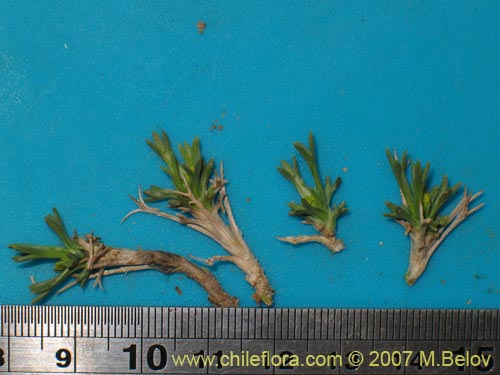 Image of Azorella cryptantha (). Click to enlarge parts of image.