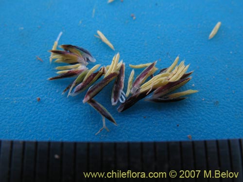 Image of Carex sp. #6712 (). Click to enlarge parts of image.