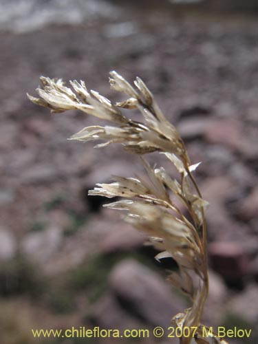 Poaceae sp. #Z 6715의 사진