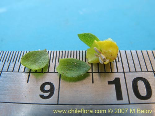 Image of Calceolaria ascendens ssp. glandulifera (). Click to enlarge parts of image.