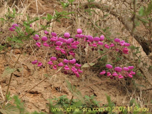 Фотография Calceolaria purpurea (). Щелкните, чтобы увеличить вырез.