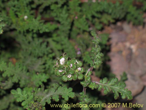 Phacelia setigeraの写真
