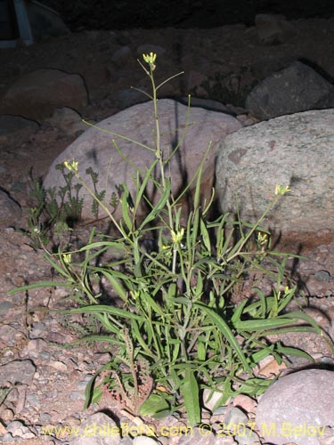 Brassicaceae sp. #1473의 사진