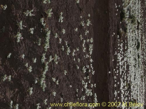 Lupinus microcarpus的照片