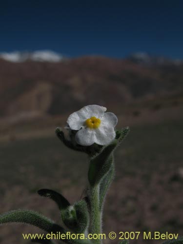 Image of Cryptantha involucrata (). Click to enlarge parts of image.