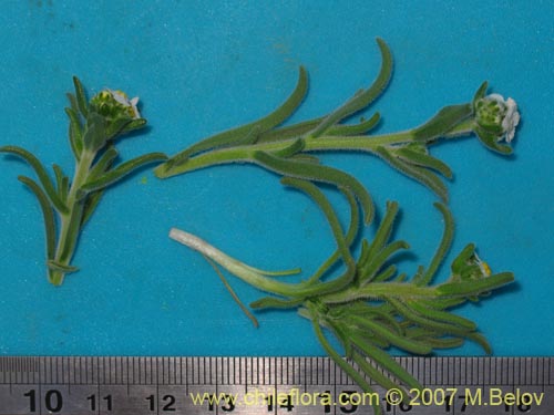 Image of Cryptantha involucrata (). Click to enlarge parts of image.