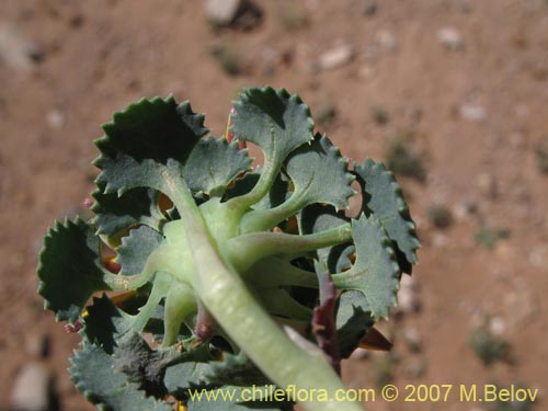 Фотография Chaetanthera flabellifolia (Corona de reina). Щелкните, чтобы увеличить вырез.