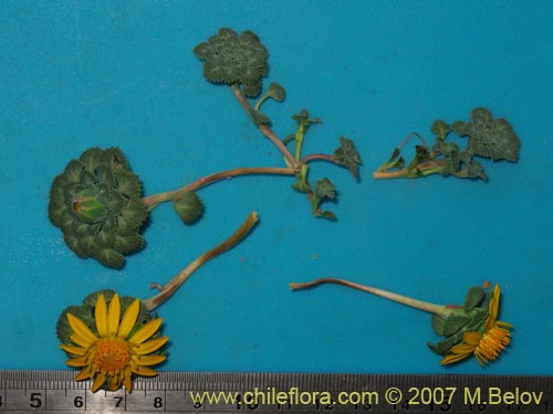Bild von Chaetanthera flabellifolia (Corona de reina). Klicken Sie, um den Ausschnitt zu vergrössern.