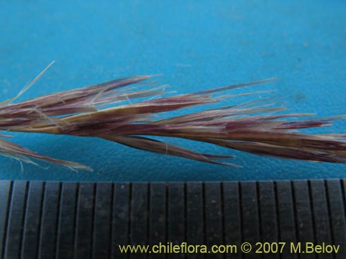 Poaceae sp. #Z 6750의 사진