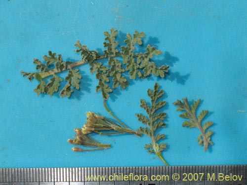 Image of Brassicaceae sp. #1916 (). Click to enlarge parts of image.