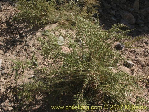 Фотография Poaceae sp. #1400 (). Щелкните, чтобы увеличить вырез.