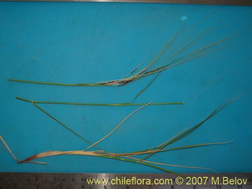 Imágen de Poaceae sp. #1400 (). Haga un clic para aumentar parte de imágen.