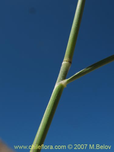 Фотография Poaceae sp. #1400 (). Щелкните, чтобы увеличить вырез.