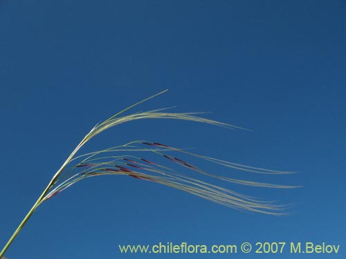 Imágen de Poaceae sp. #1400 (). Haga un clic para aumentar parte de imágen.