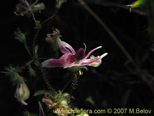 Schizanthus parvulus的照片