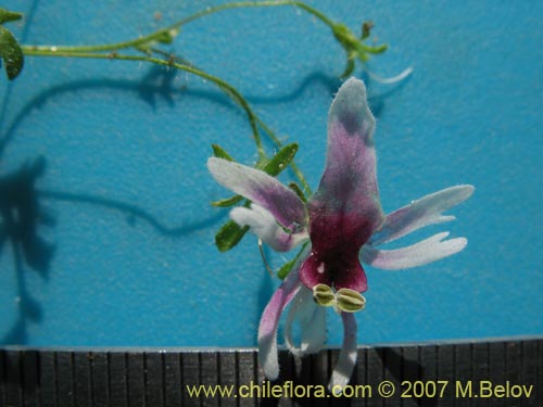 Schizanthus parvulusの写真