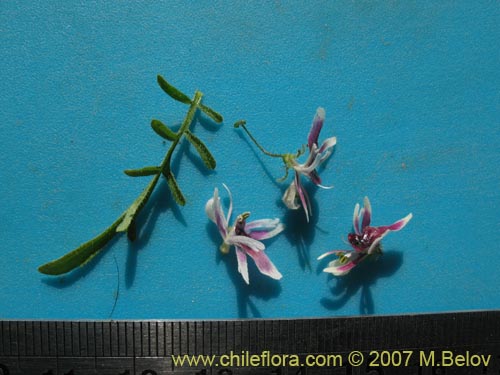 Schizanthus parvulusの写真