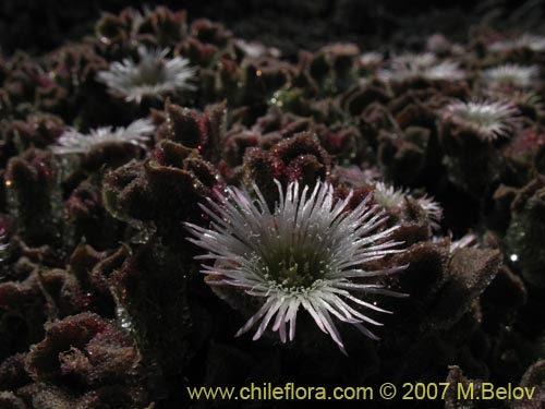 Imágen de Mesembryanthemum crystallinum (). Haga un clic para aumentar parte de imágen.
