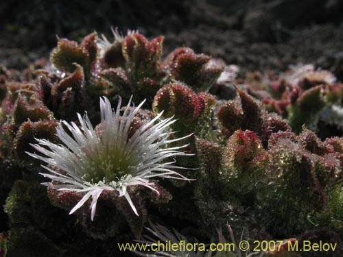 Фотография Mesembryanthemum crystallinum (). Щелкните, чтобы увеличить вырез.
