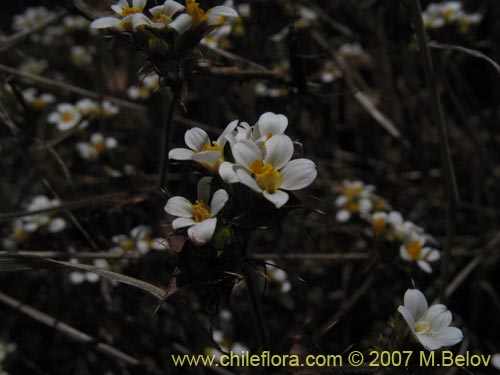 Фотография Triptilion capillatum (Siempreviva blanca). Щелкните, чтобы увеличить вырез.
