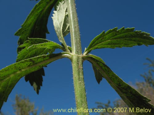 Фотография Не определенное растение sp. #1318 (). Щелкните, чтобы увеличить вырез.