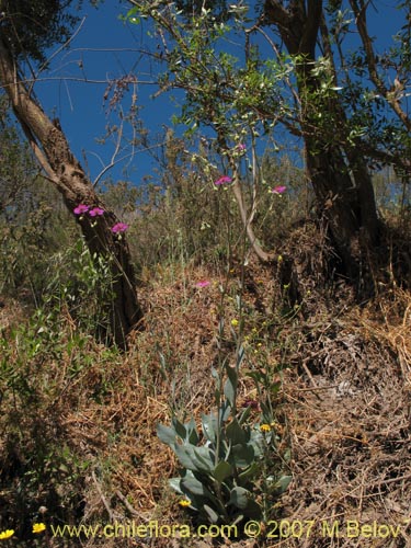 Фотография Cistanthe grandiflora (Doquilla / Pata de guanaco). Щелкните, чтобы увеличить вырез.