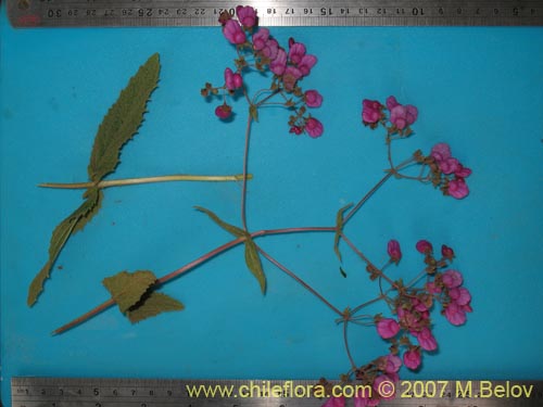 Calceolaria purpurea的照片