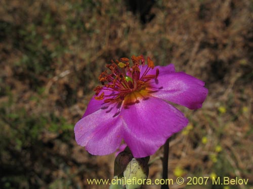 Bild von Cistanthe grandiflora (Doquilla / Pata de guanaco). Klicken Sie, um den Ausschnitt zu vergrössern.