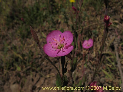 Фотография Oenothera rosea (Enotera rosada). Щелкните, чтобы увеличить вырез.