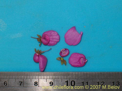 Calceolaria purpureaの写真