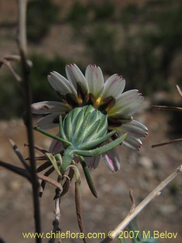 Chaetanthera linearis var. albifloraの写真