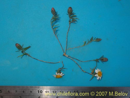 Фотография Chaetanthera linearis var. albiflora (). Щелкните, чтобы увеличить вырез.