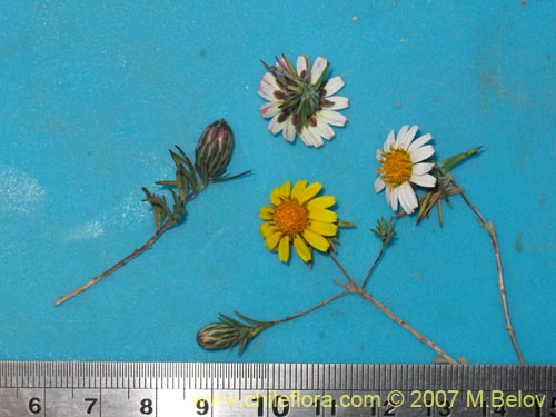 Фотография Chaetanthera linearis var. albiflora (). Щелкните, чтобы увеличить вырез.