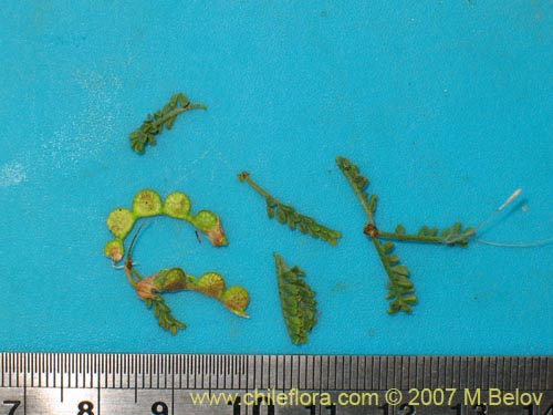 Image of Adesmia arborea (). Click to enlarge parts of image.