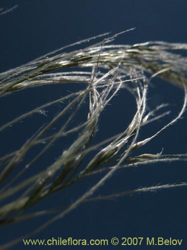 Image of Stipa plumosa (Pasto rey). Click to enlarge parts of image.